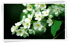 Prunus padus 사진