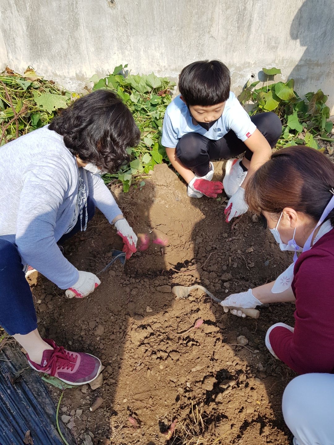 고구마 수확 1.jpg