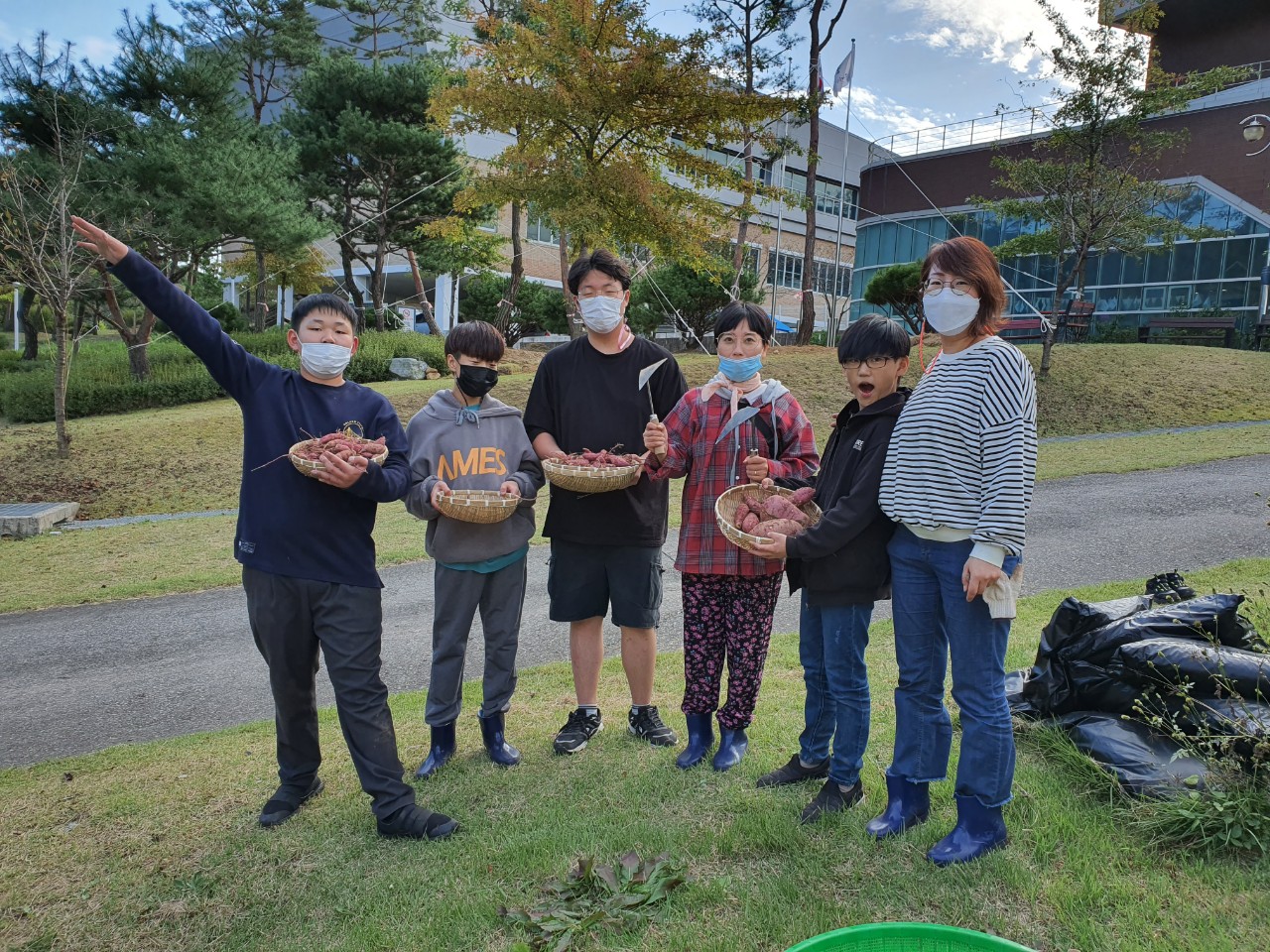 고구마 수확1