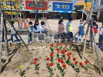 튤립이피었어요1.jpg