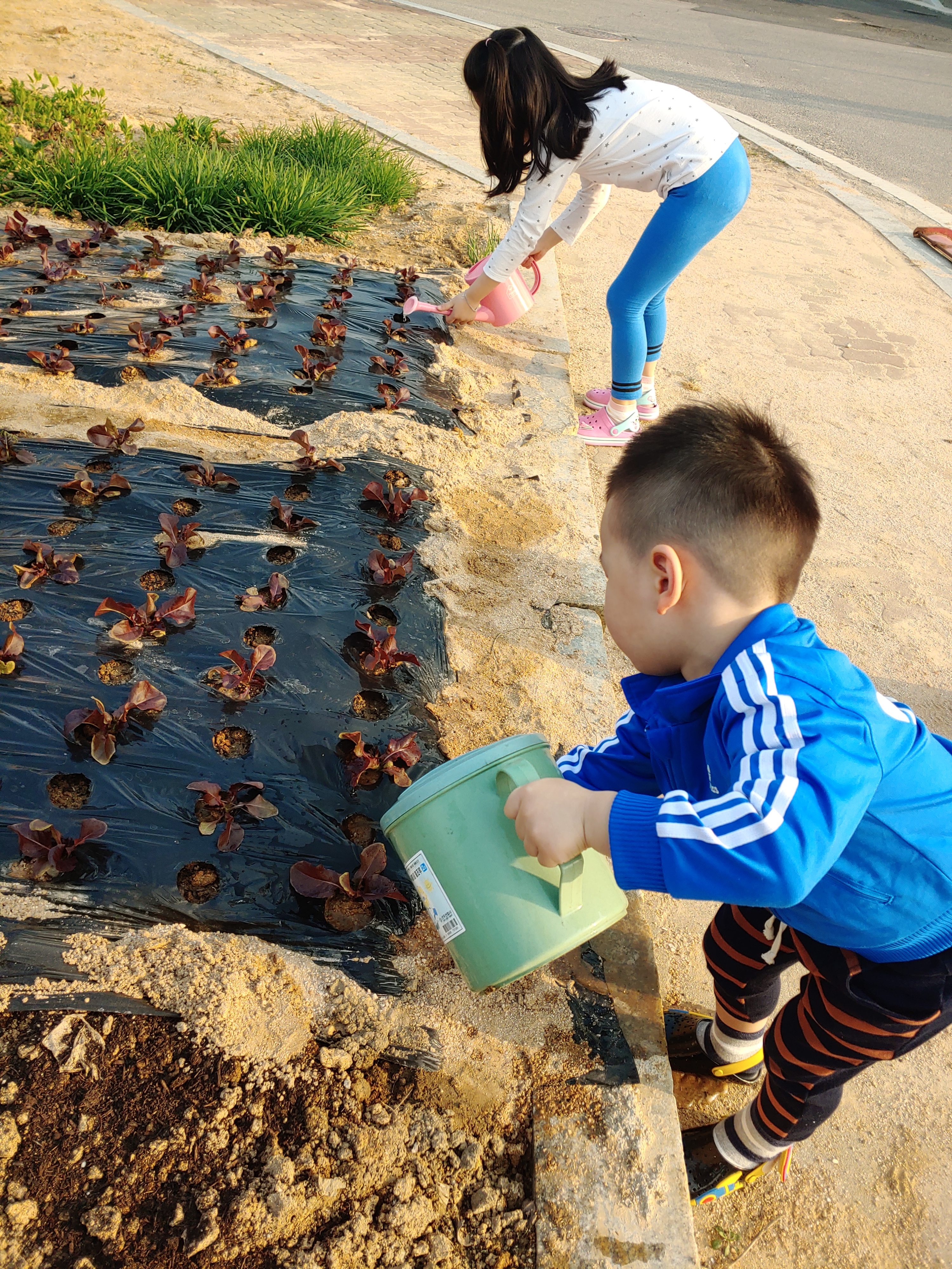 상추모종을 심고 물을 줘요