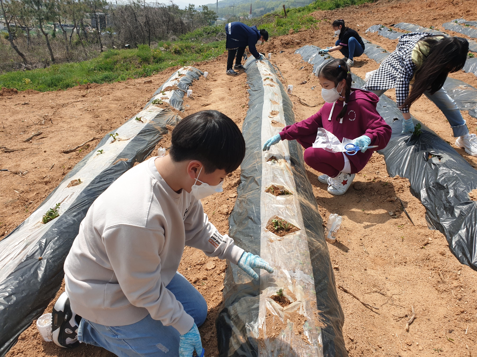 텃밭관리부추수확 (5)