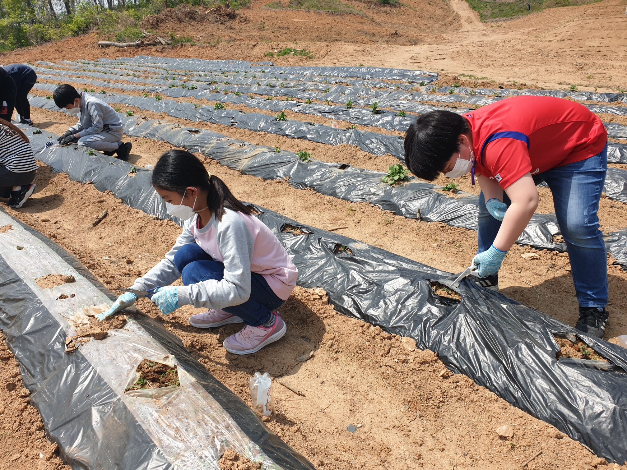 텃밭관리부추수확 (9)