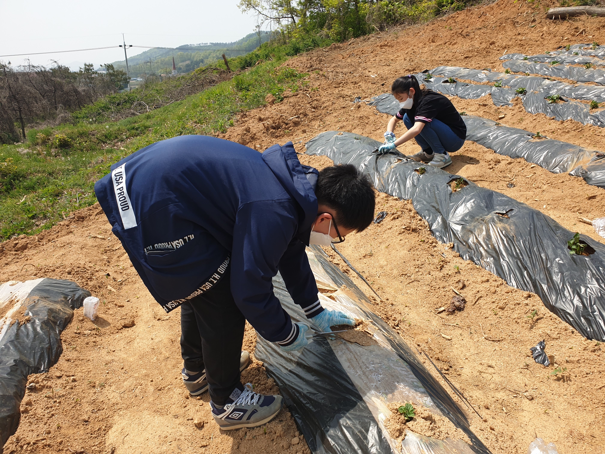 텃밭관리부추수확 (4)