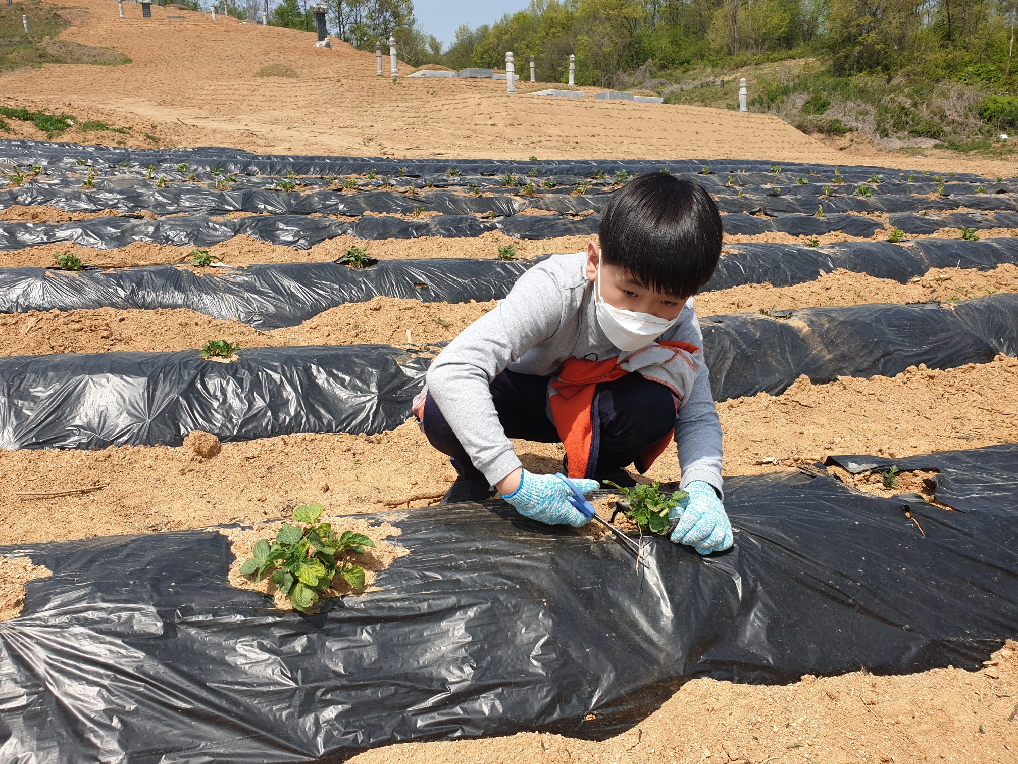 텃밭관리부추수확 (1)