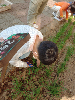 부추수확 (1).jpg