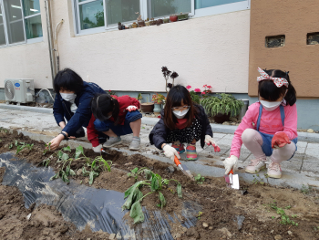 고구마심기2.jpg