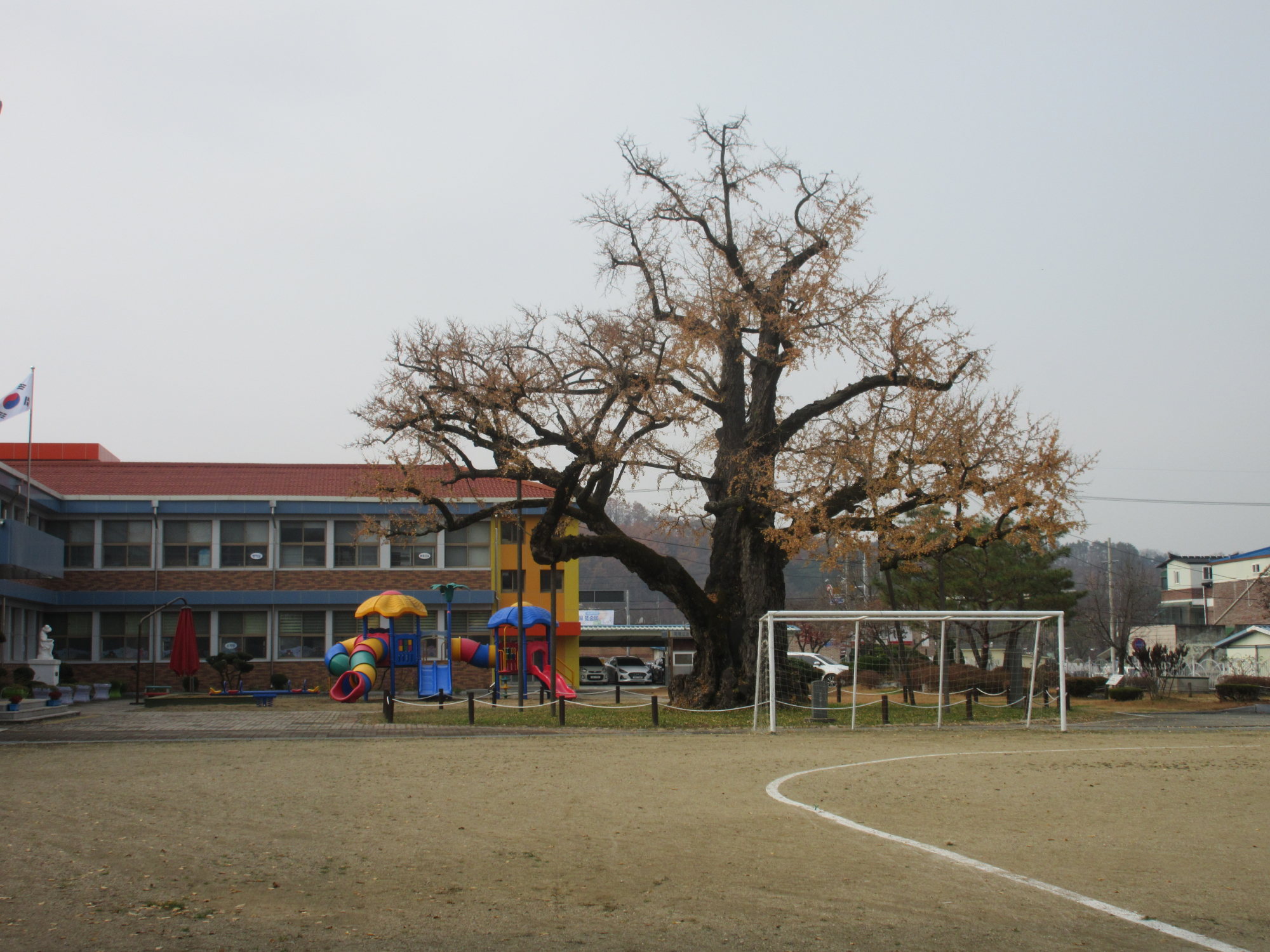 이한동_학교를 지켜주는 은행나무