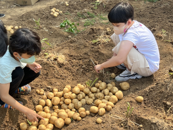 [꾸미기]감자수확 (2).jpg