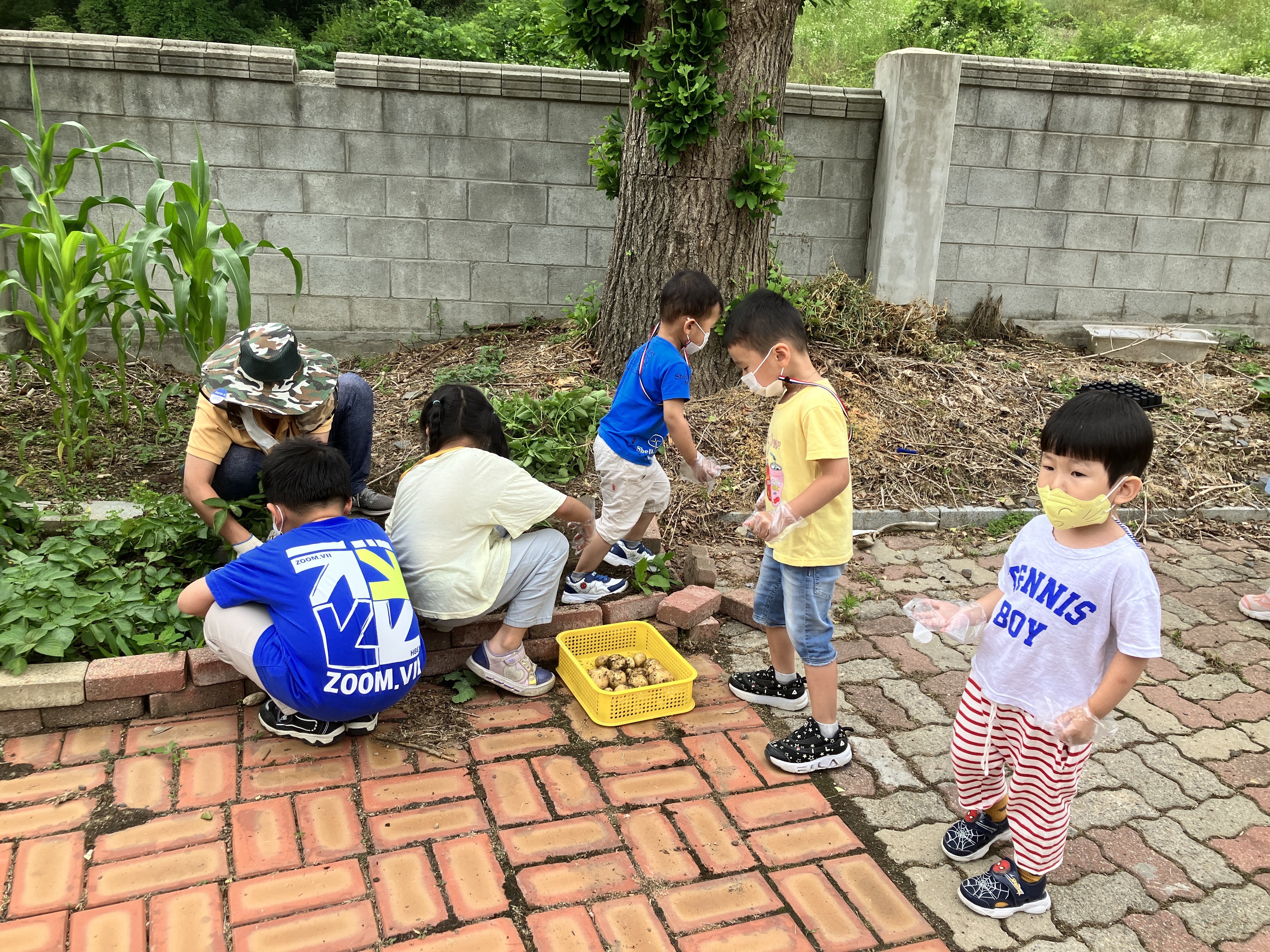 0617감자캐기 (37).JPG