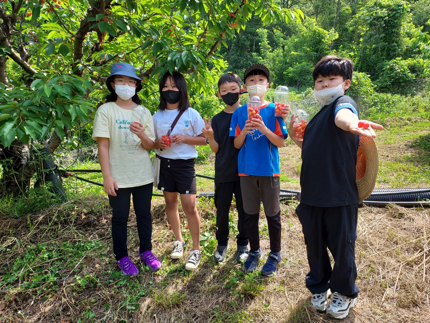 4학년 체리따기