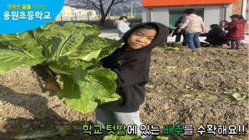 배추 썸네일.jpg