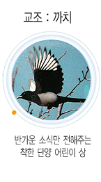 교조 까치 사진