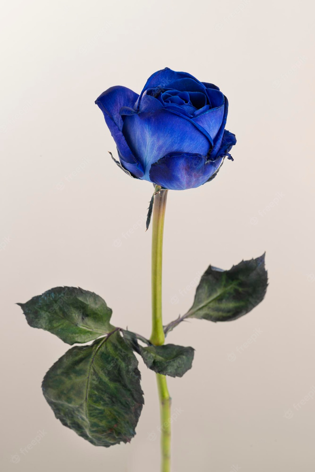 blooming-blue-rose-flower_53876-160686