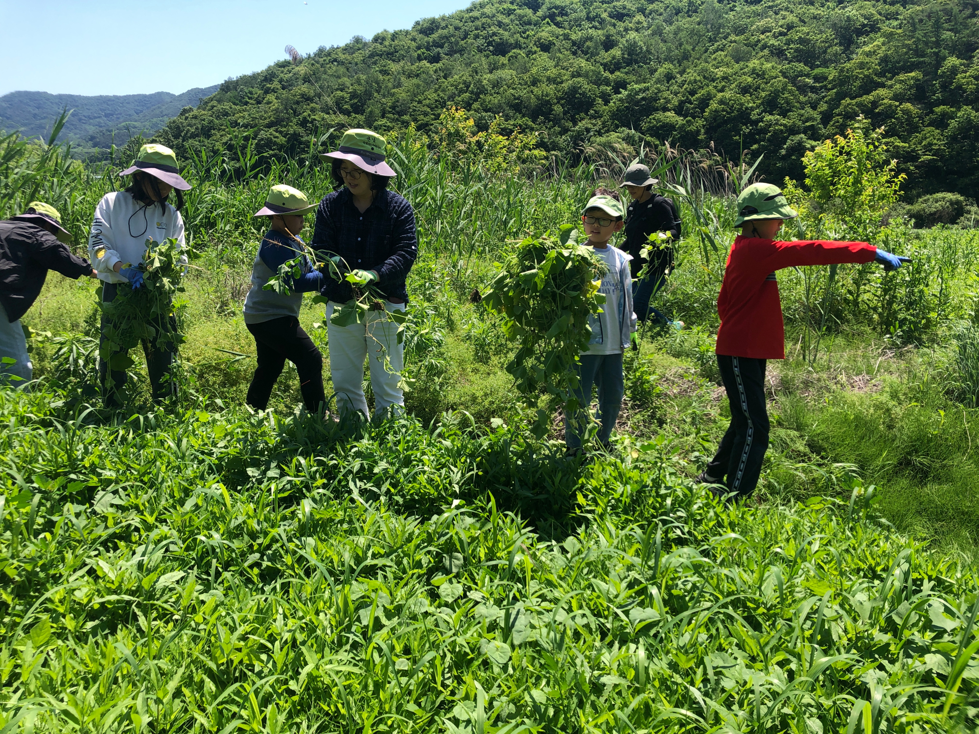 가시박2