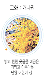 교화 개나리 사진