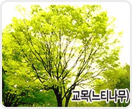 느티나무[Sawleaf Xelkowa / Elm-like Tree]