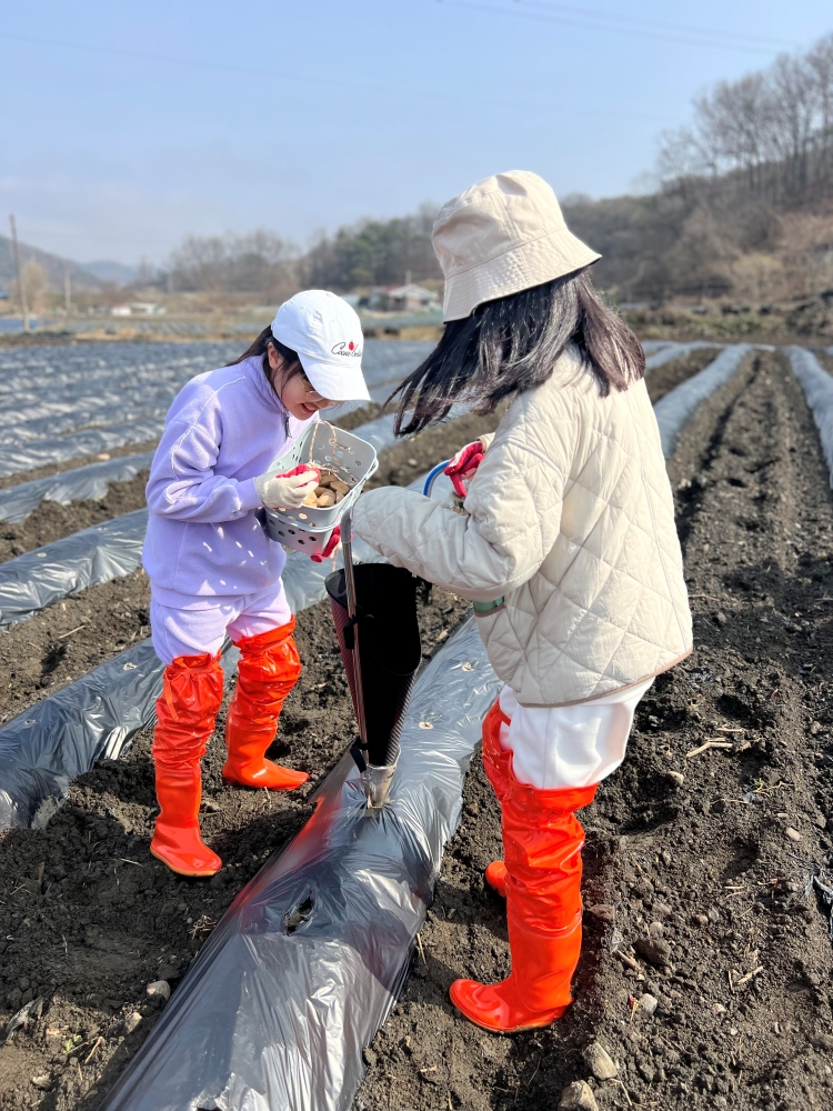 0327 감자프로젝트 (46)