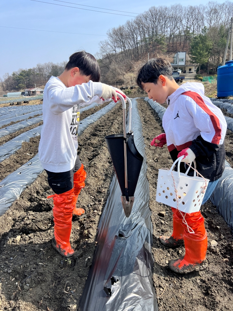 0327 감자프로젝트 (16)