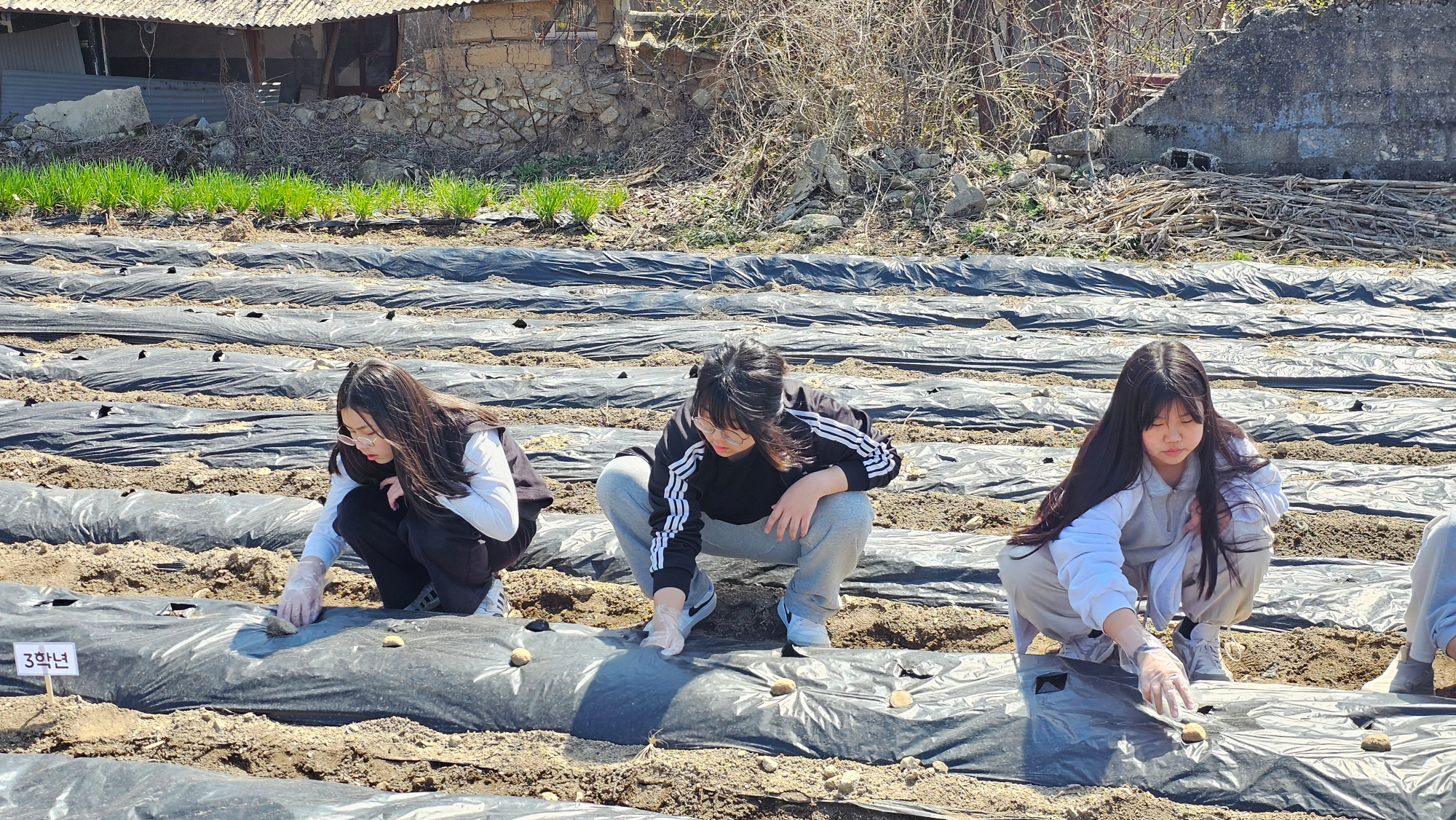 0401텃밭가꾸기09