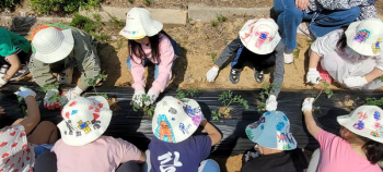텃밭작물심기(1학년) (11).jpg