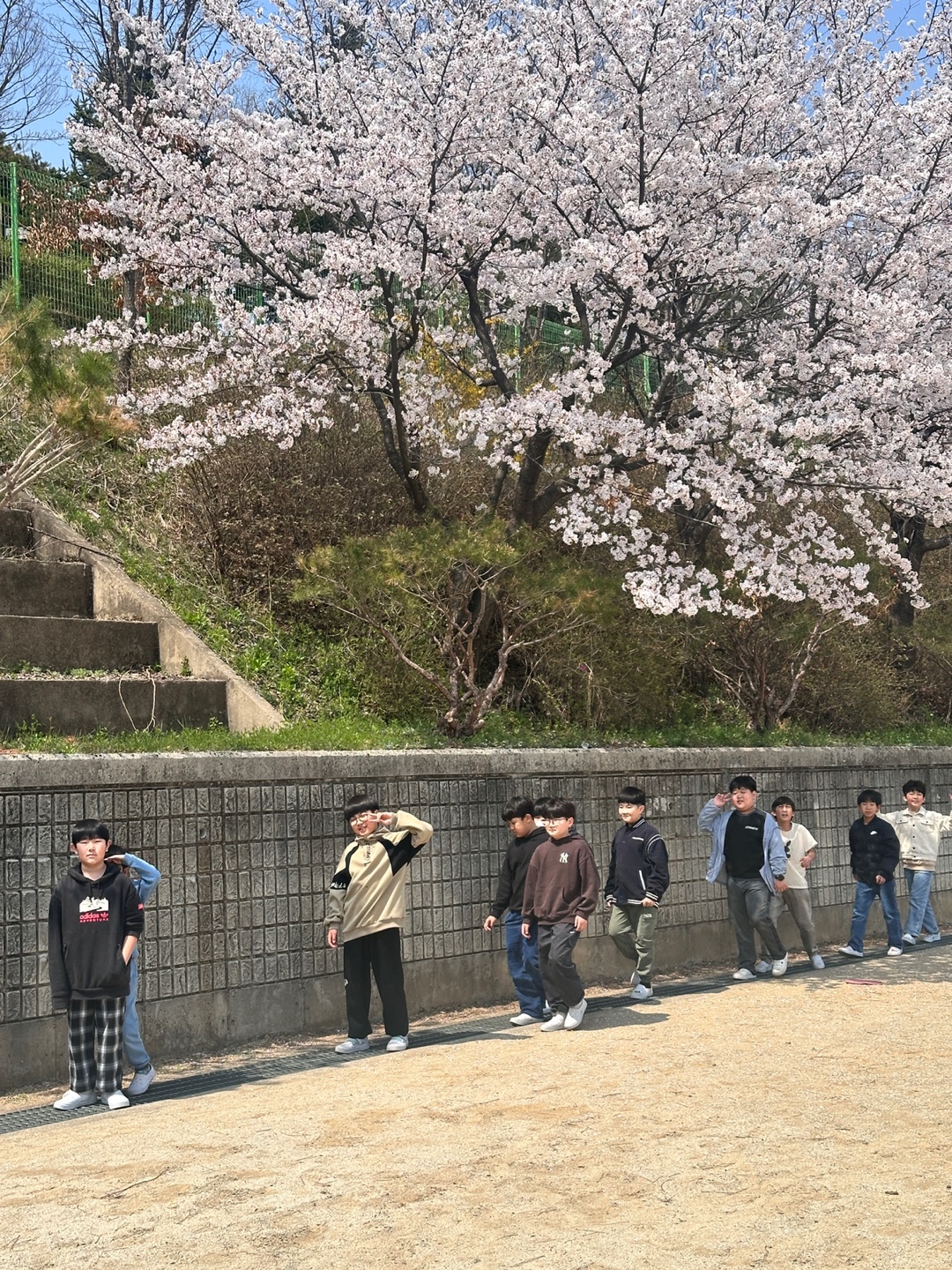 벚꽃풍경 (14)