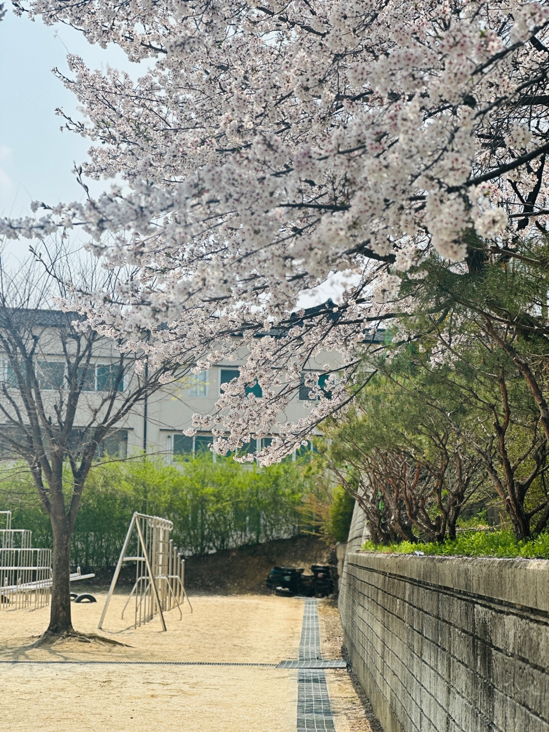 벚꽃풍경 (3)