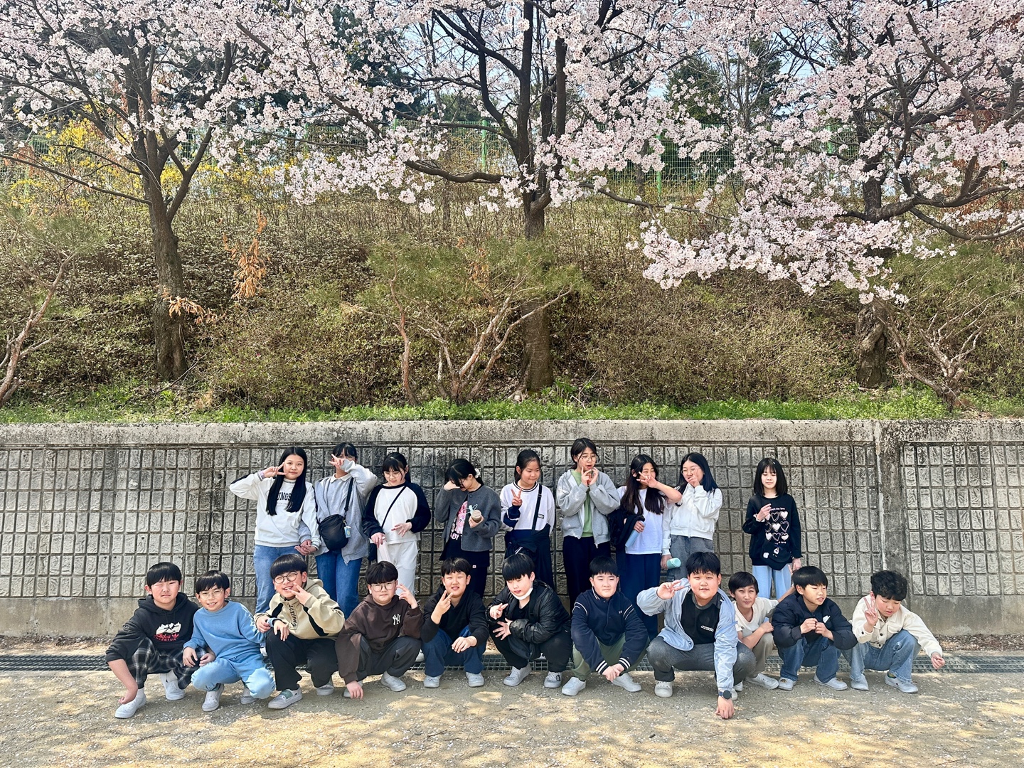 벚꽃풍경 (7)
