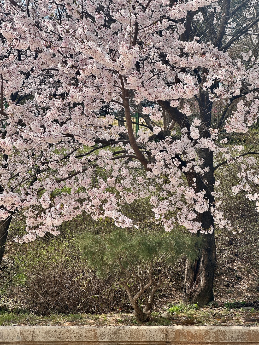벚꽃풍경 (2)