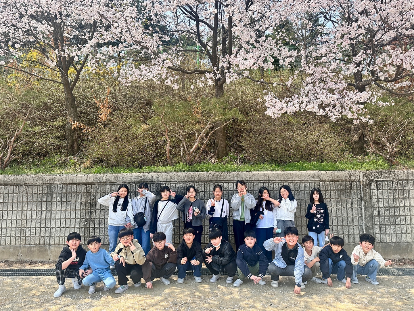 벚꽃풍경 (6)