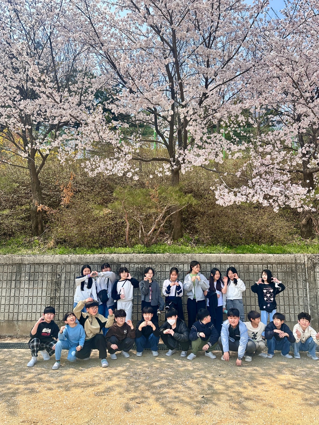 벚꽃풍경 (8)