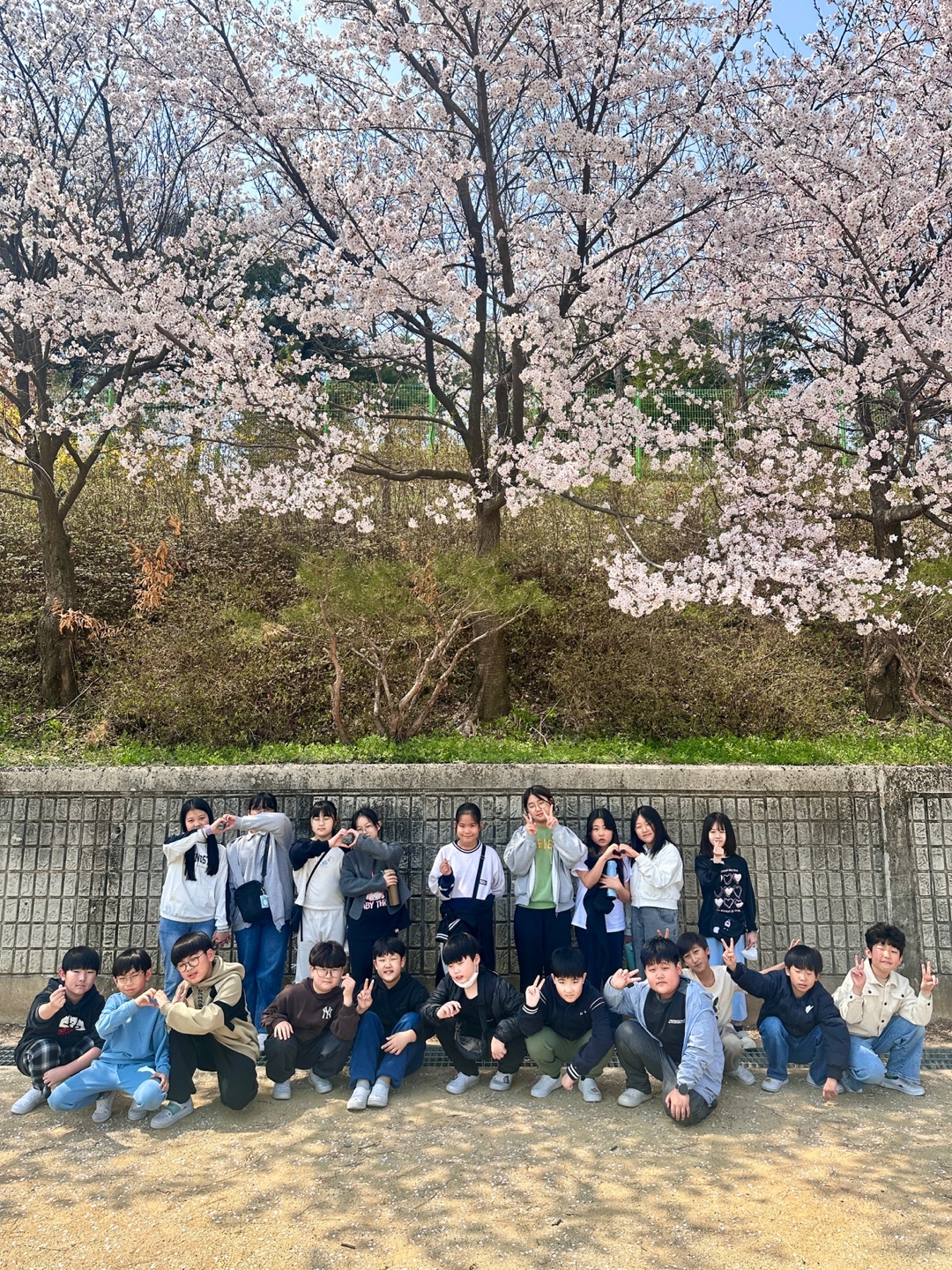 벚꽃풍경 (11)