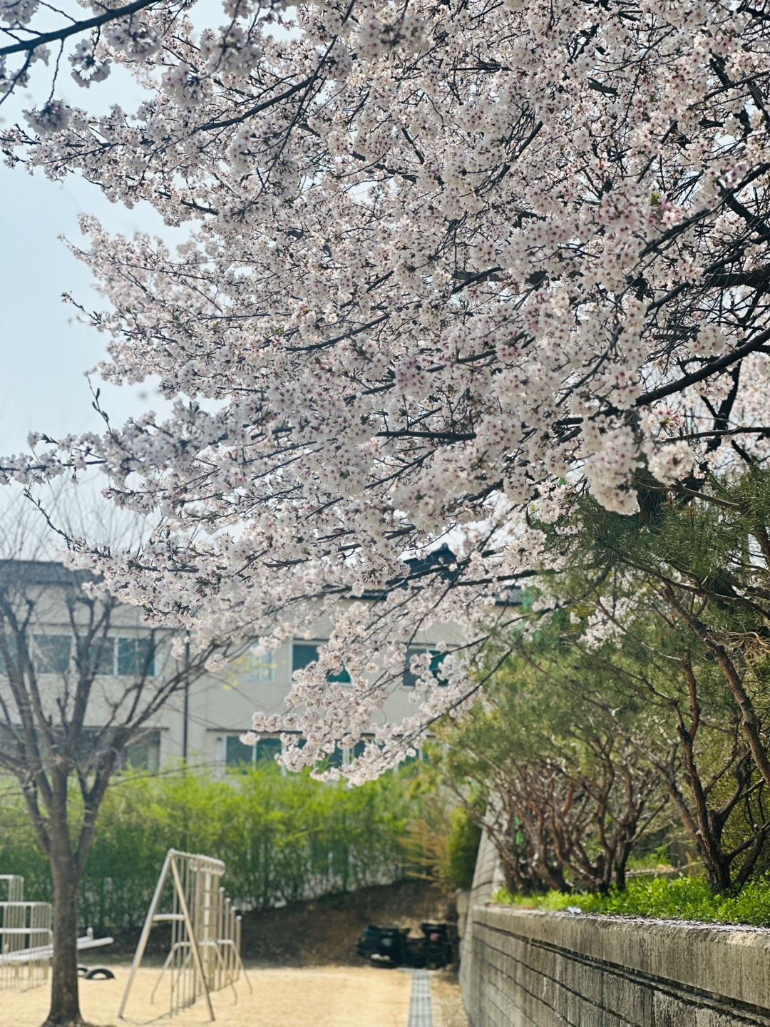 벚꽃풍경 (4)