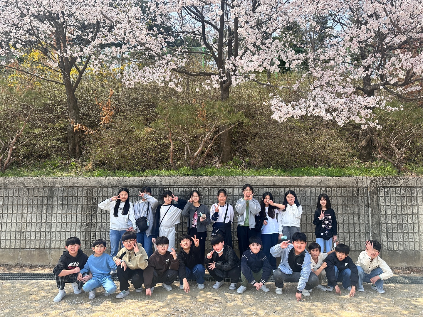 벚꽃풍경 (5)