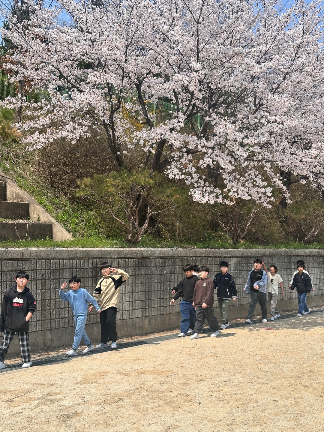 벚꽃풍경 (13)