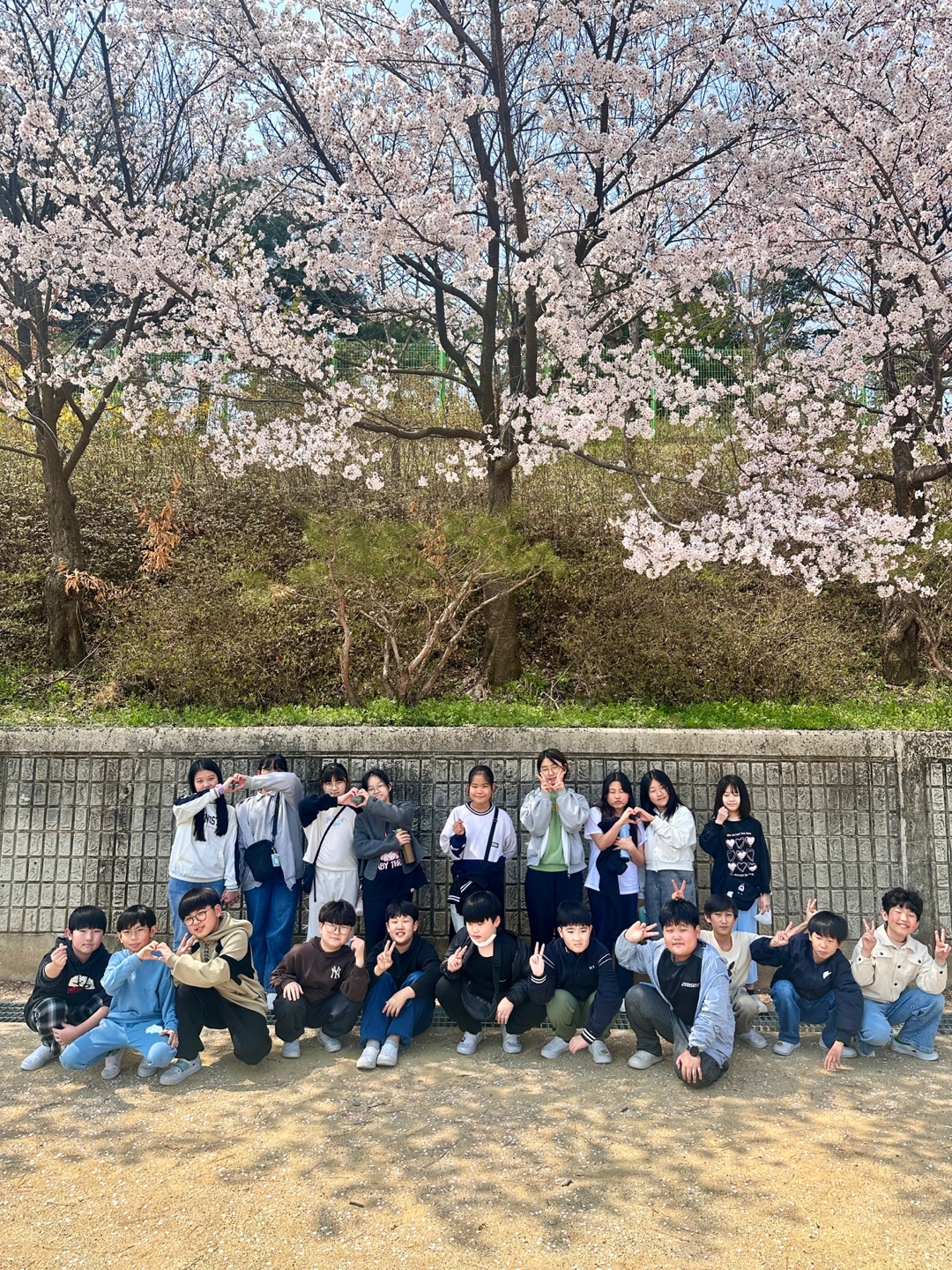 벚꽃풍경 (9)