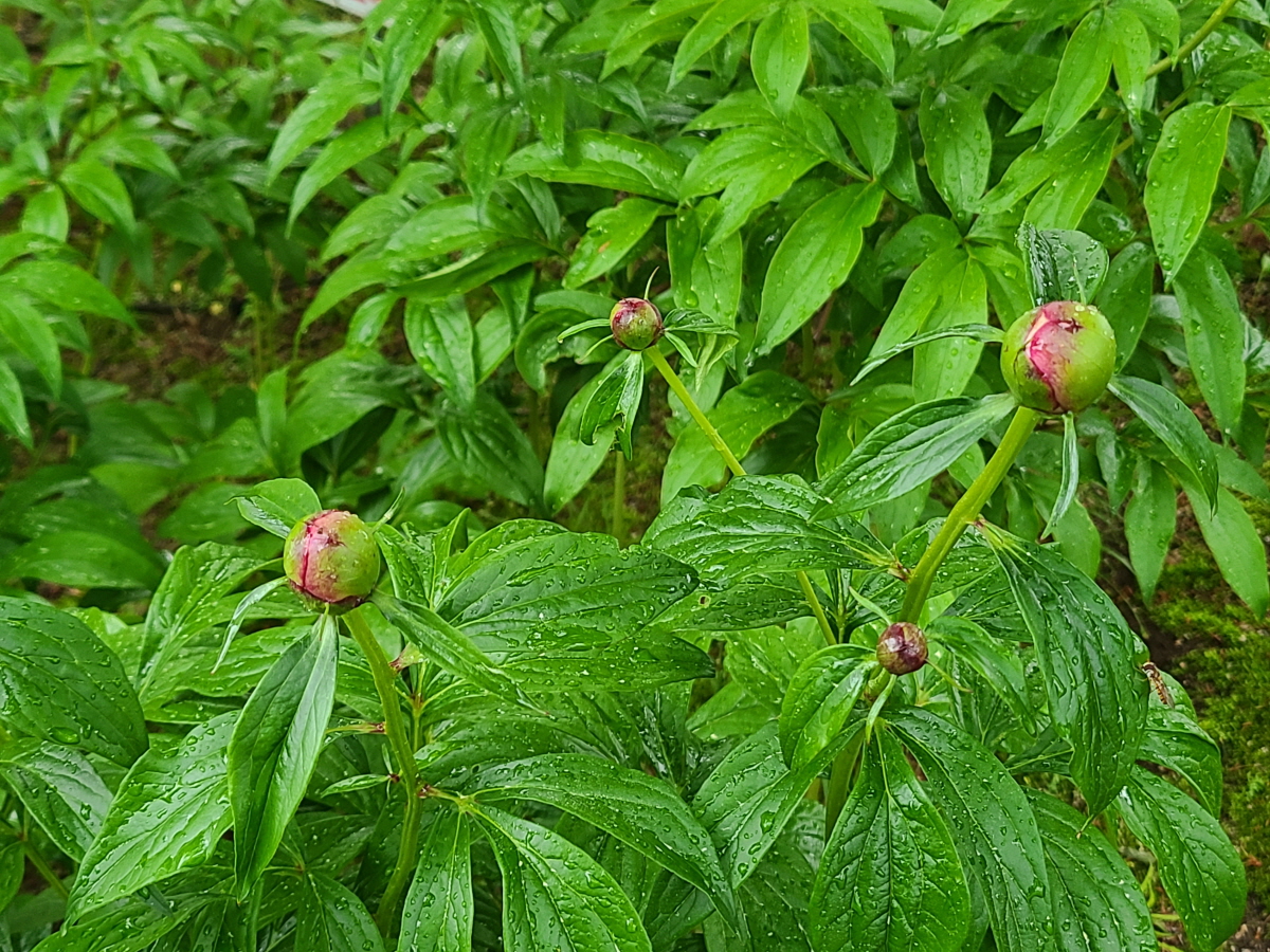 11 (11)