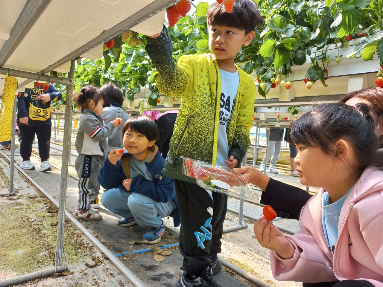 2025. 문상초등학교-동문연계 딸기밭체험학습-68490219461