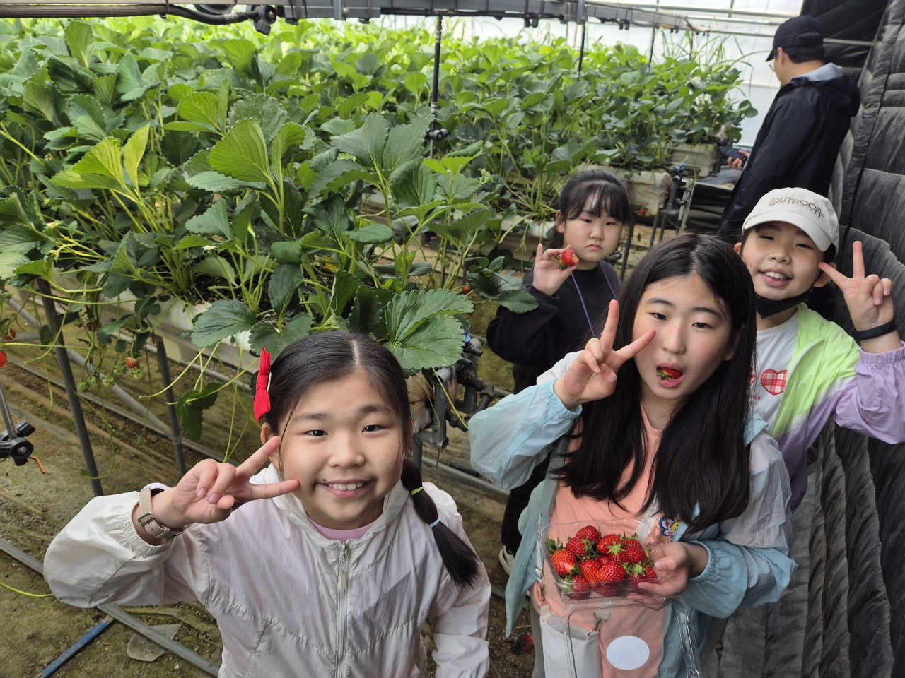 2025. 문상초등학교-동문연계 딸기밭체험학습-68417804766