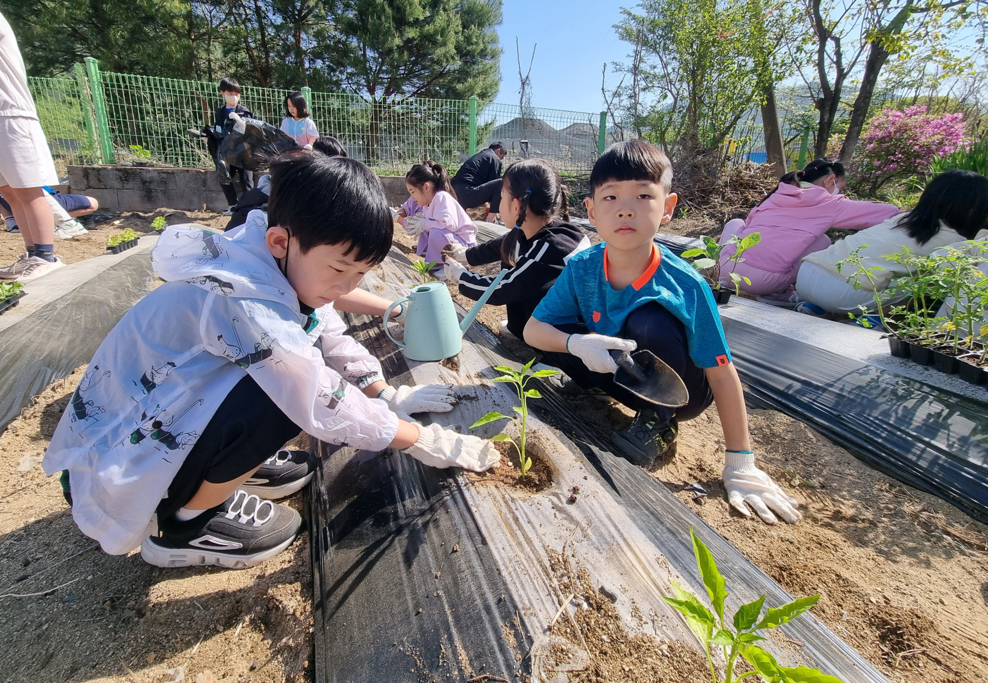 텃밭식물 (3)