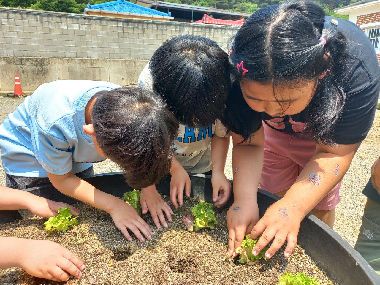 2025. 문상초등학교-학교 텃밭(화분) 체험활동-69249634476