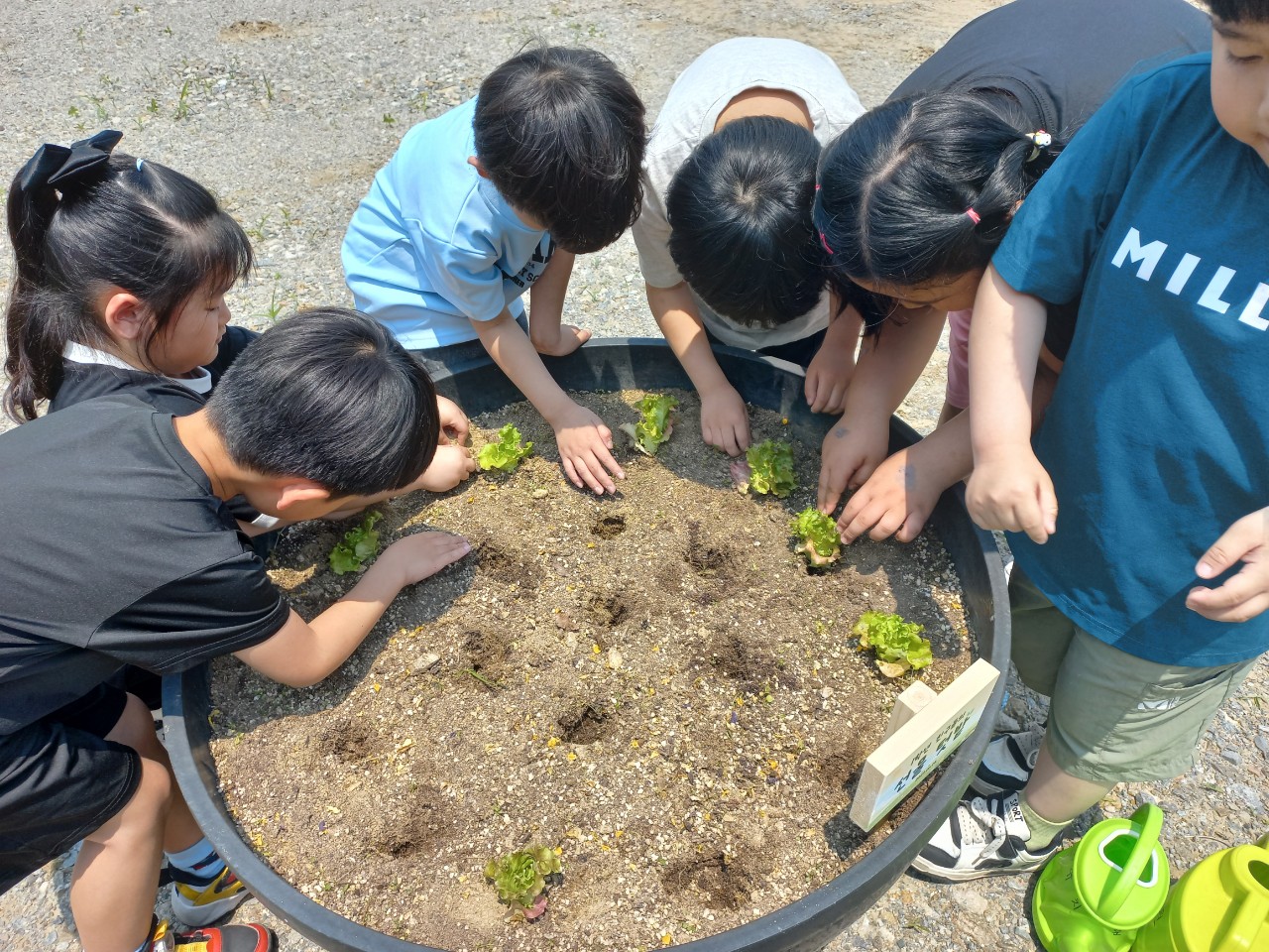 2025. 문상초등학교-학교 텃밭(화분) 체험활동-69249634475