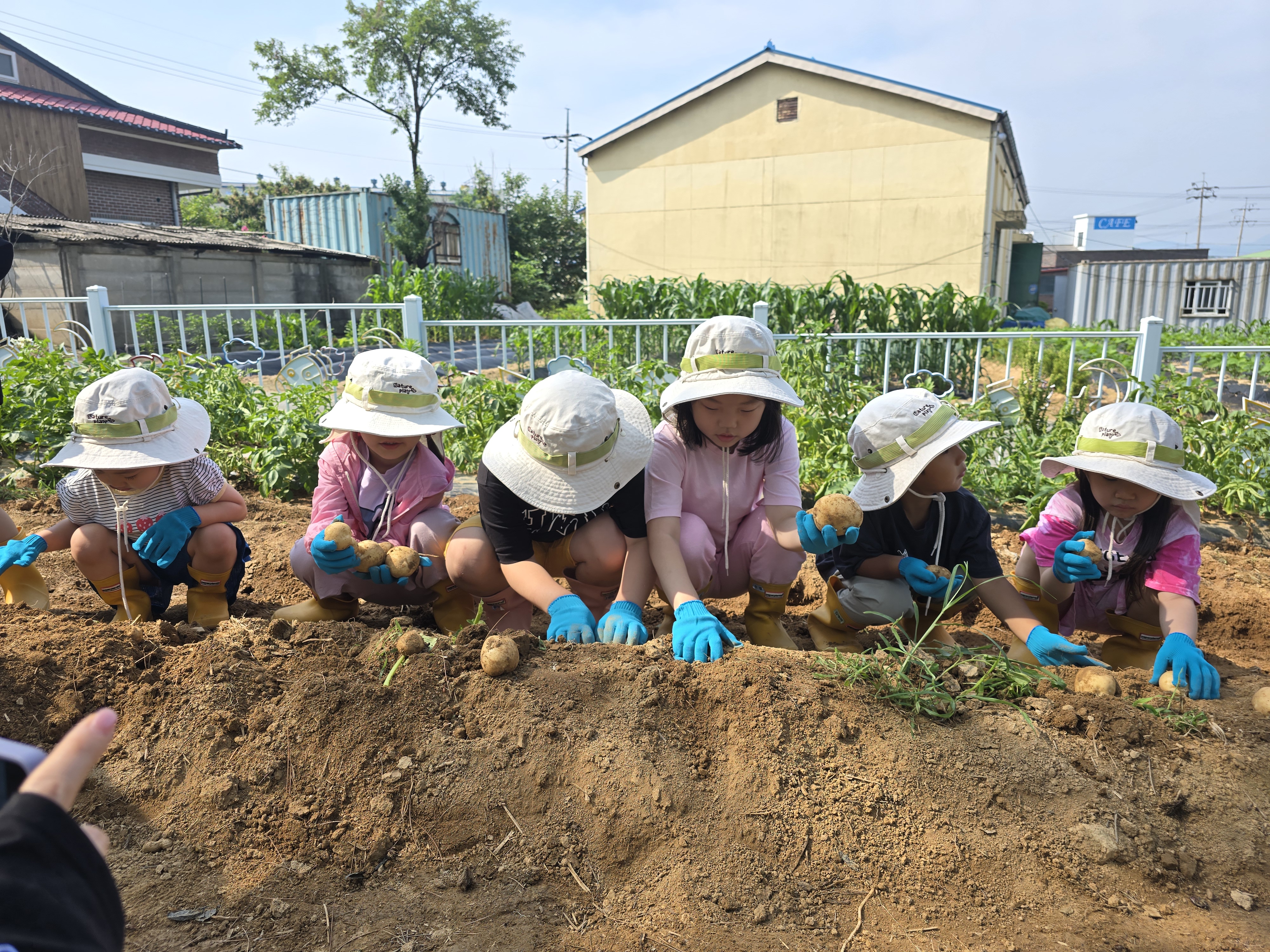 감자수확 (1).jpg