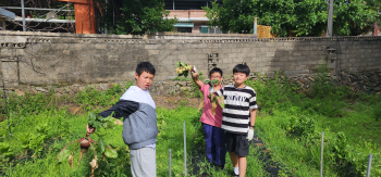 20250701 텃밭 작물 수확(3).jpg