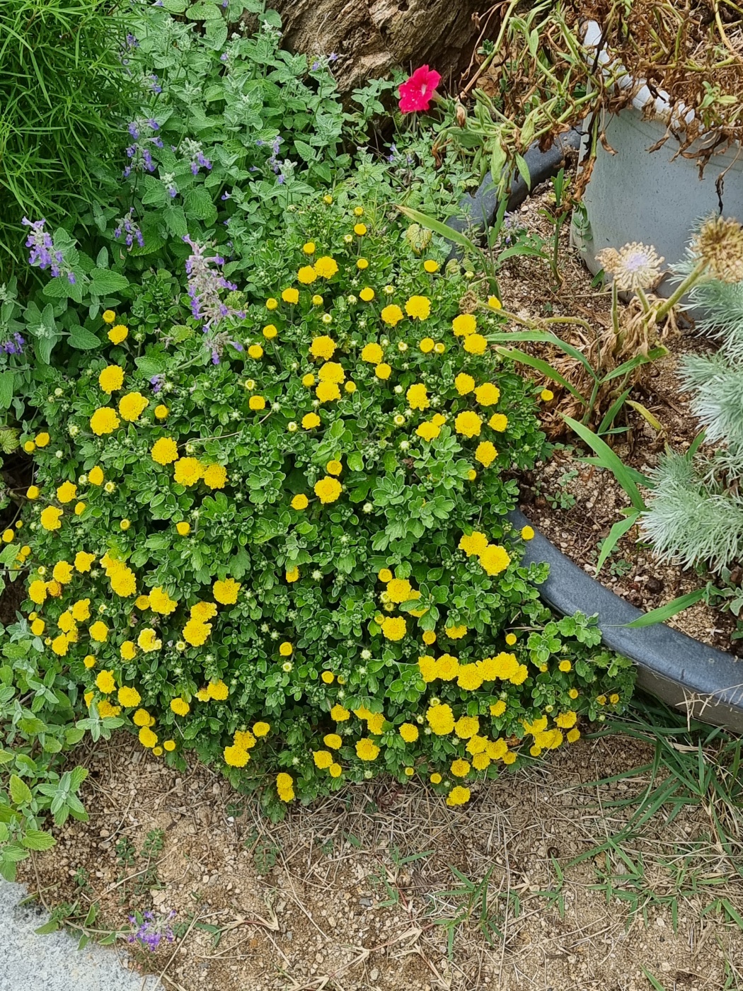 KakaoTalk_20250714_140802836.jpg