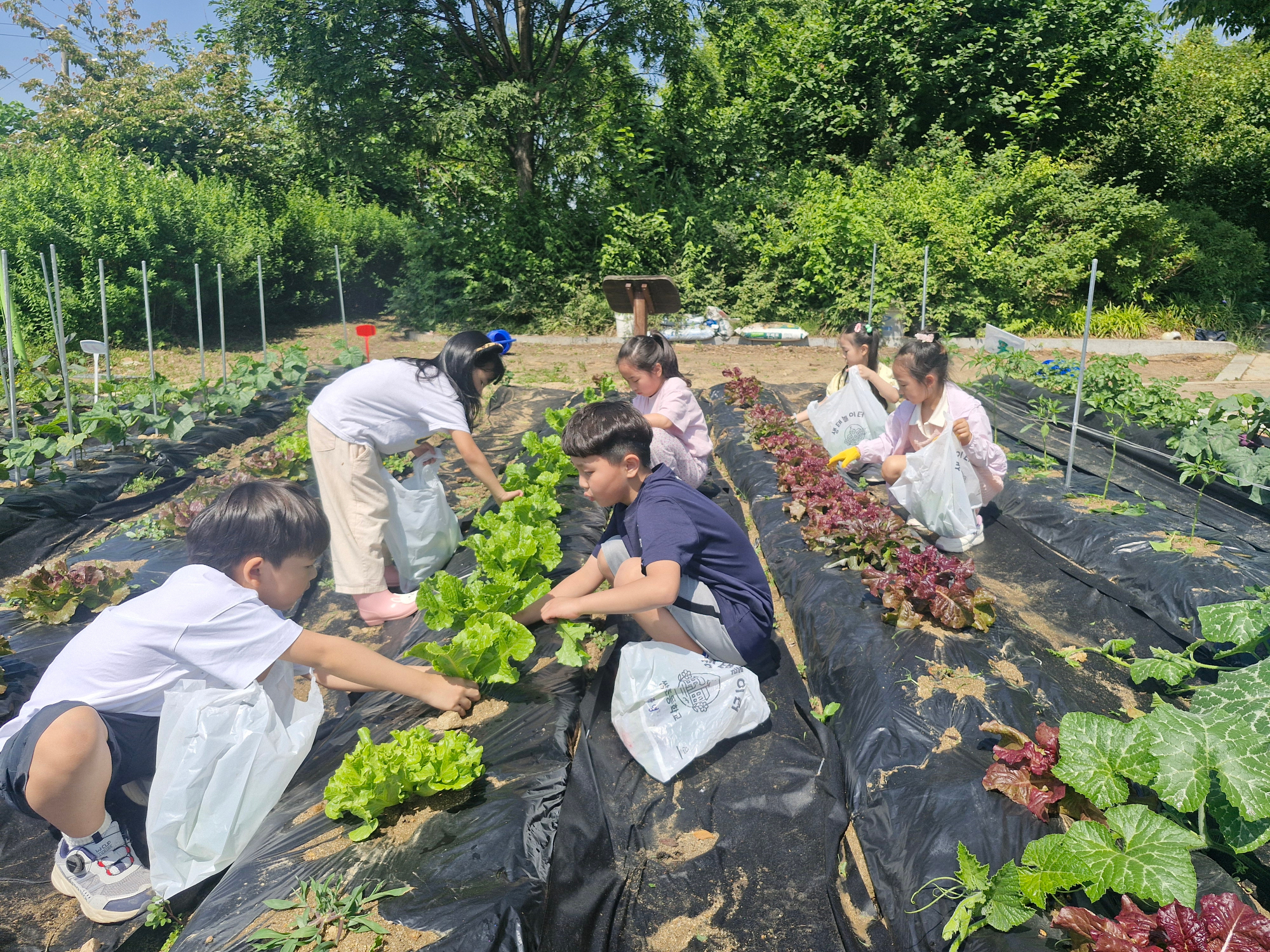 텃밭활동_2학년(1)