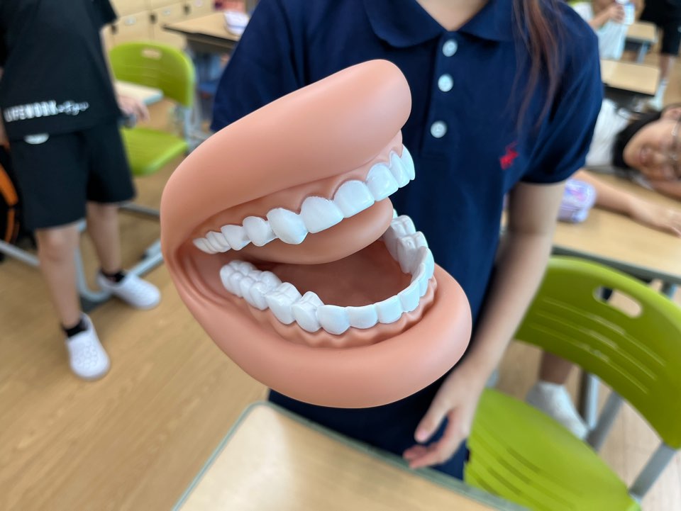 구강모형